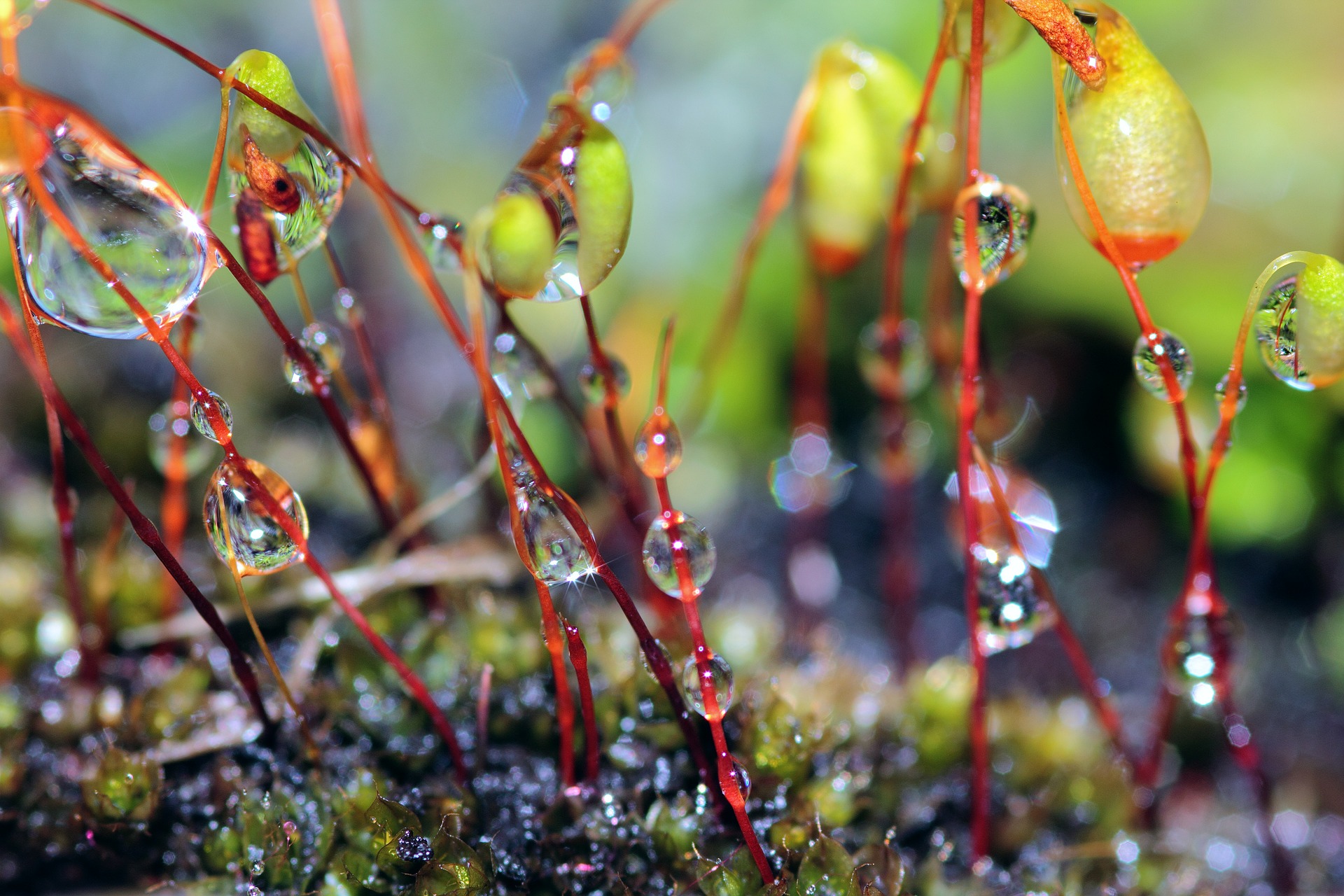 moss with dew on it.